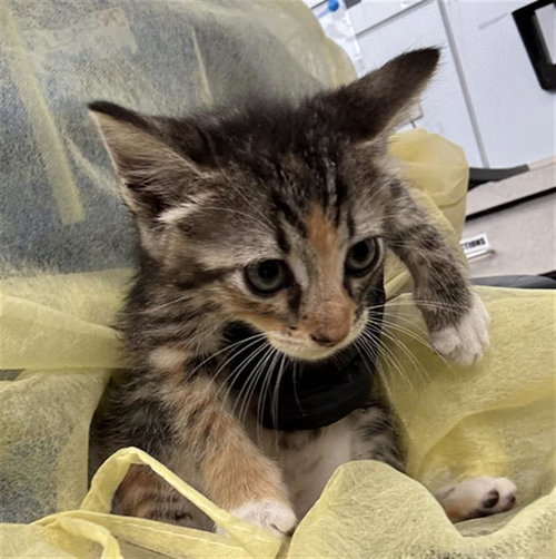 JUJU, a cat for adoption from Dallas Animal Services