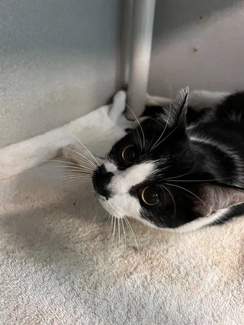 Momma - Domestic Short Hair