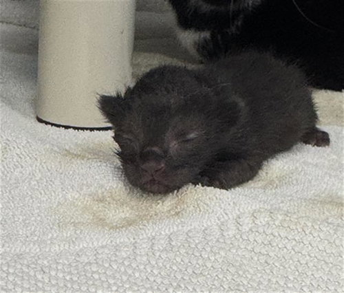 3, a cat for adoption from Dallas Animal Services