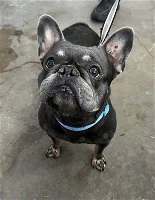 Bruce - French Bulldog