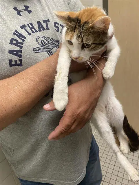 Luna - Domestic Short Hair