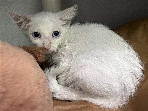 SARABI, a cat for adoption from Dallas Animal Services