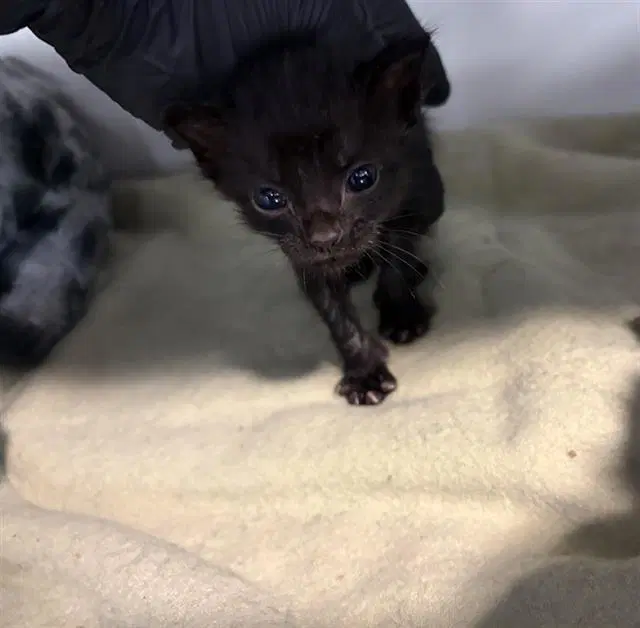 Fawn - Domestic Short Hair