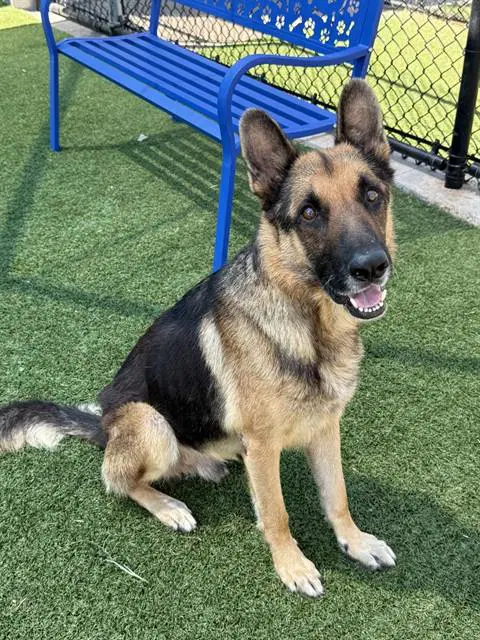 Don - German Shepherd Dog