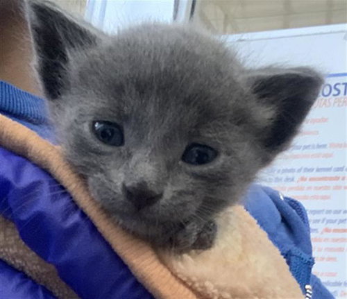 COLBY JACK, a cat for adoption from Dallas Animal Services