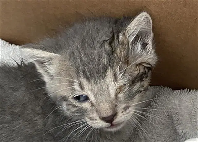 Eeny - Domestic Short Hair