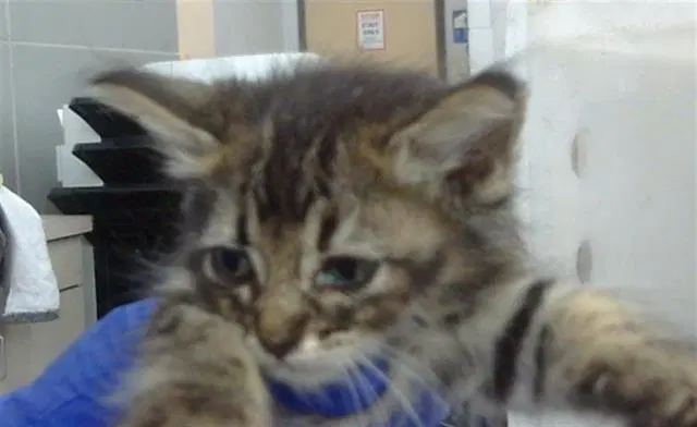River - Domestic Short Hair
