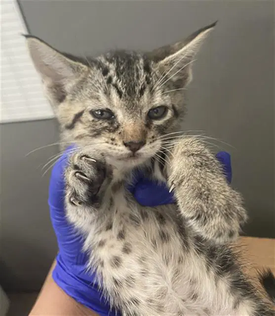 Daisy - Domestic Short Hair