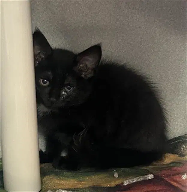 Kat - Domestic Short Hair