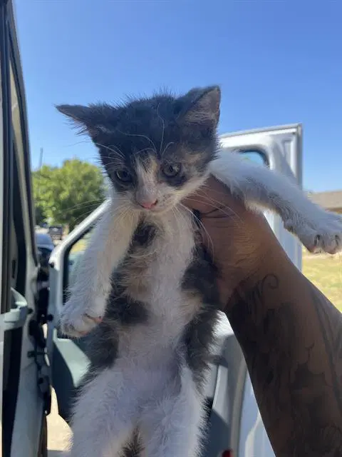 Lucy - Domestic Short Hair