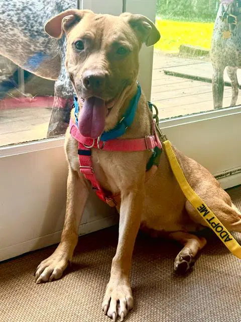 Laquita - Pit Bull Terrier