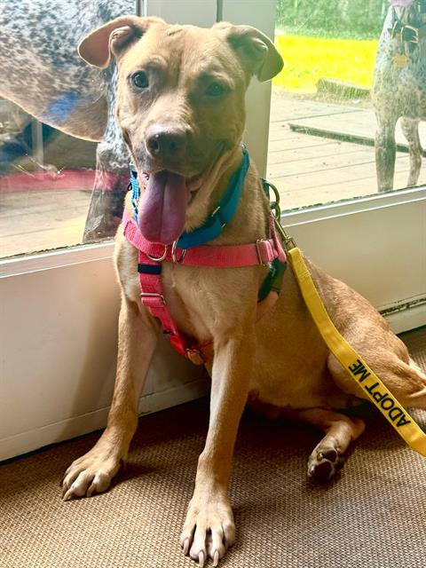 LAQUITA, a dog for adoption from Dallas Animal Services