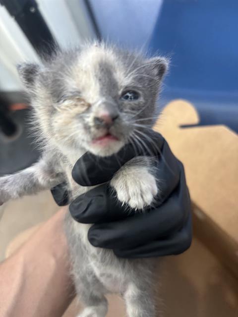 FIFI, a cat for adoption from Dallas Animal Services