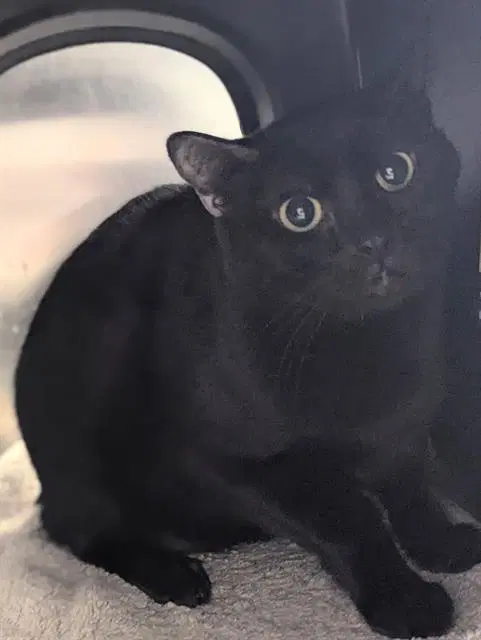 Apple - Domestic Short Hair