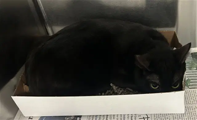 Beatriz - Domestic Short Hair