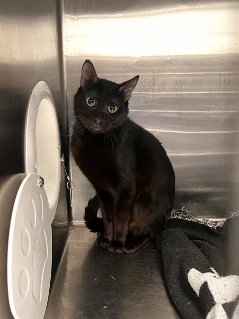 Beatriz - Domestic Short Hair