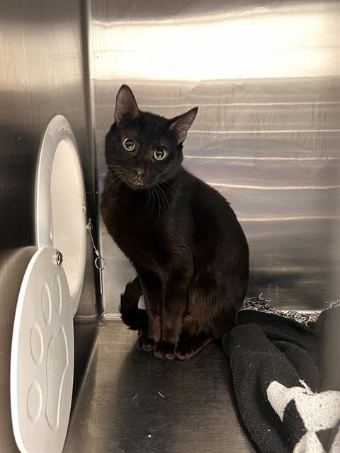 BEATRIZ, a cat for adoption from Dallas Animal Services