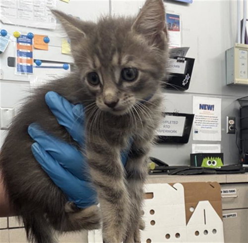 KIM, a cat for adoption from Dallas Animal Services