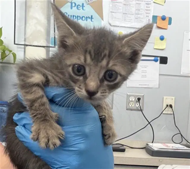 Kelly - Domestic Short Hair