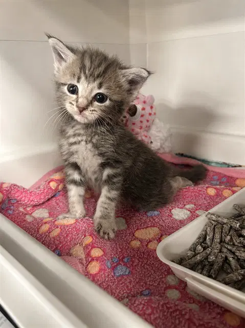 Diana - Domestic Short Hair