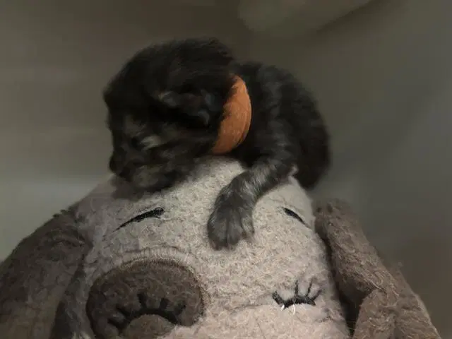 Fall - Domestic Short Hair