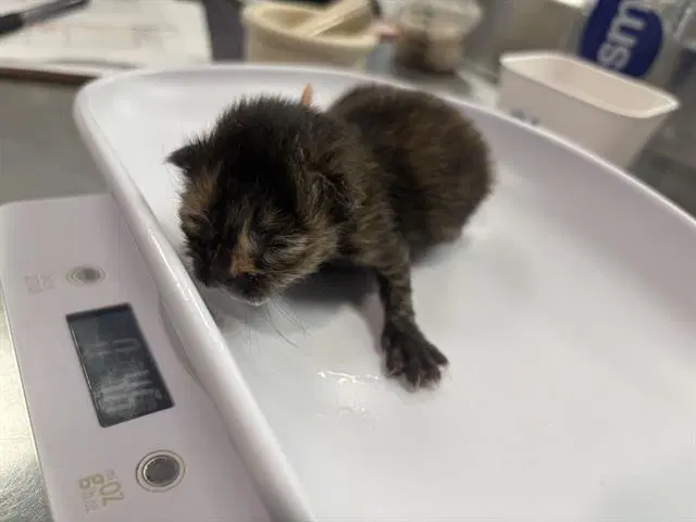 Spring - Domestic Short Hair