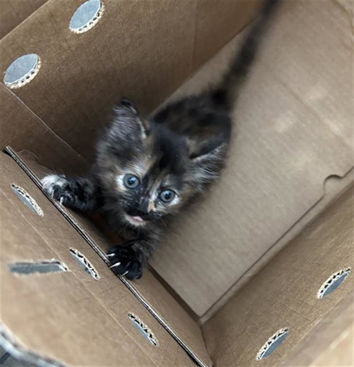 SPRING, a cat for adoption from Dallas Animal Services