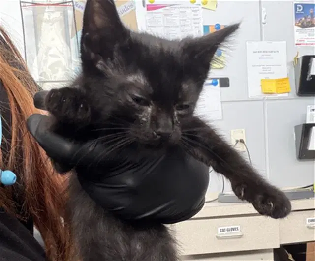 Barney - Domestic Short Hair