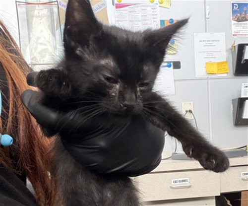 BARNEY, a cat for adoption from Dallas Animal Services