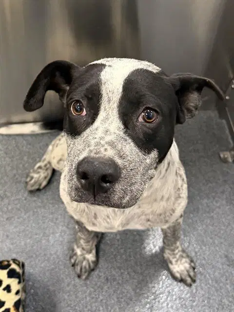 Rico - Australian Cattle Dog/Blue Heeler