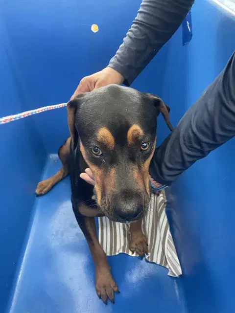 Nalo - Rottweiler