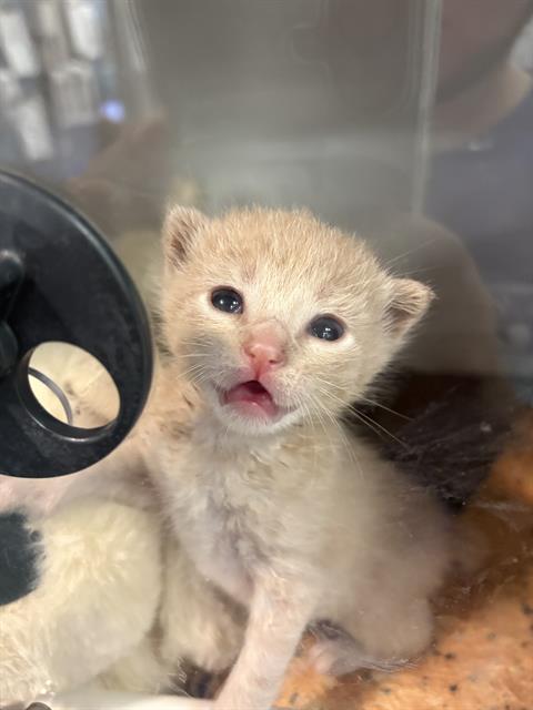 ROMULUS, a cat for adoption from Dallas Animal Services