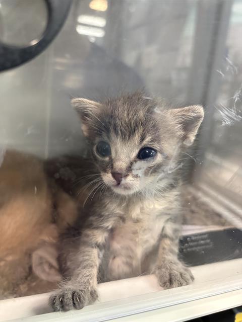 REMUS, a cat for adoption from Dallas Animal Services
