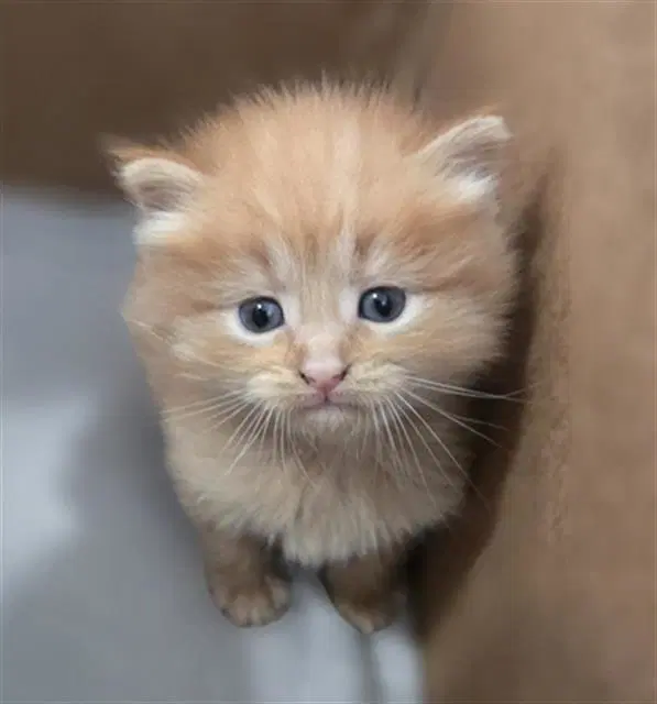 Ember - Domestic Medium Hair