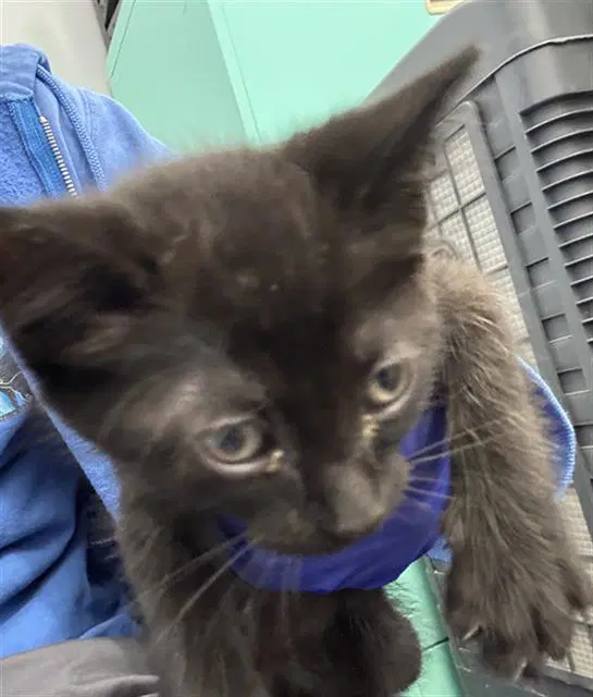 Kimchi - Domestic Short Hair