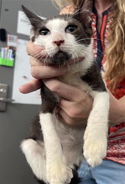 POSSUM, a cat for adoption from Dallas Animal Services