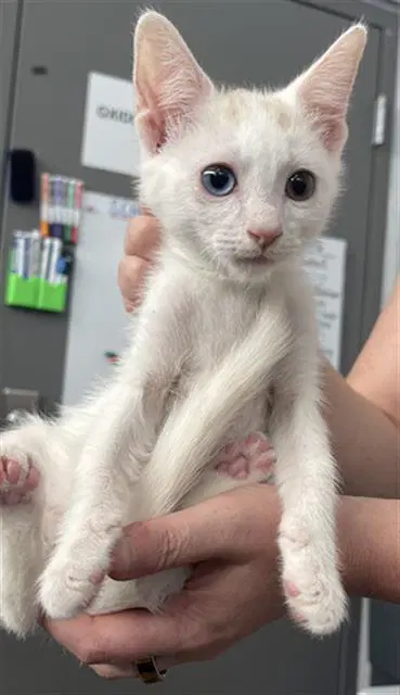 Sid - Domestic Short Hair