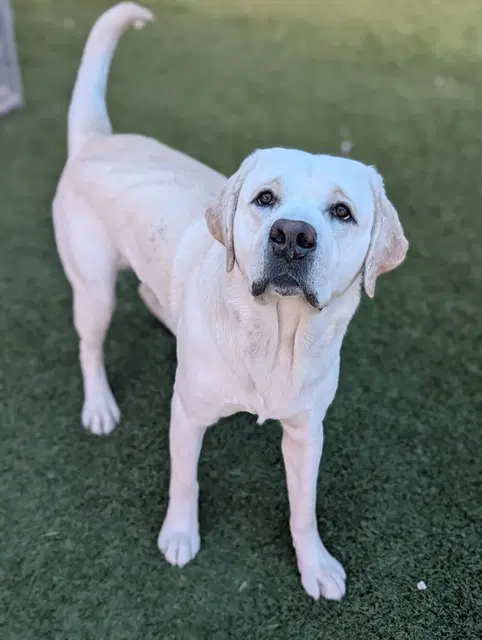 Roger - Labrador Retriever