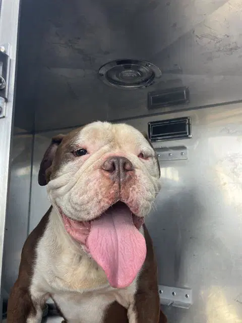 King - Bulldog