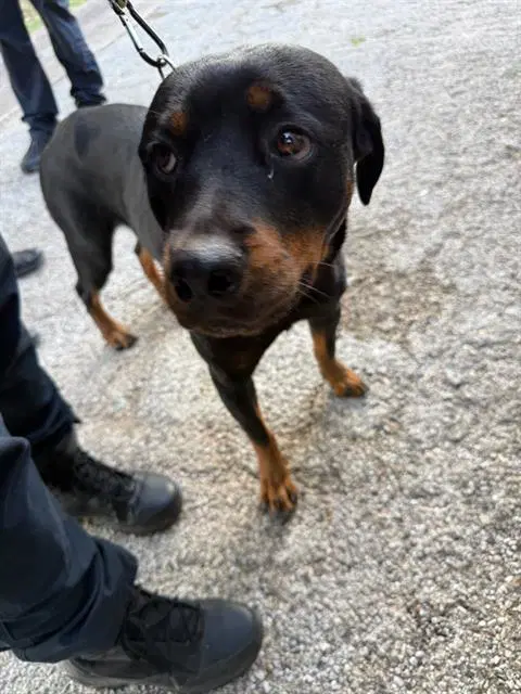 Betty - Rottweiler