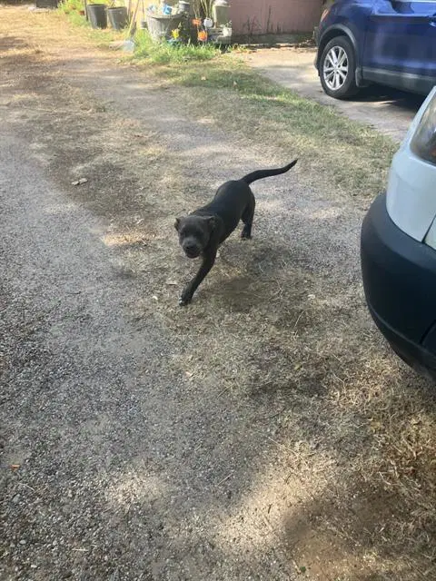 Bluebell - American Pit Bull Terrier