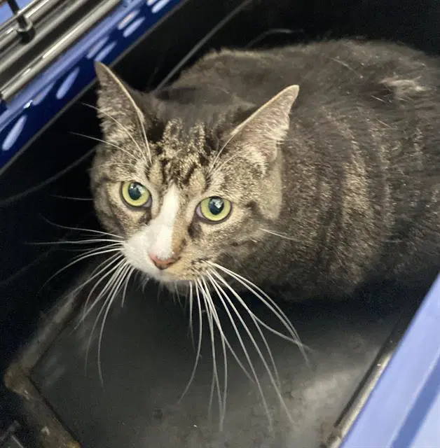 Shy Bug - Domestic Short Hair
