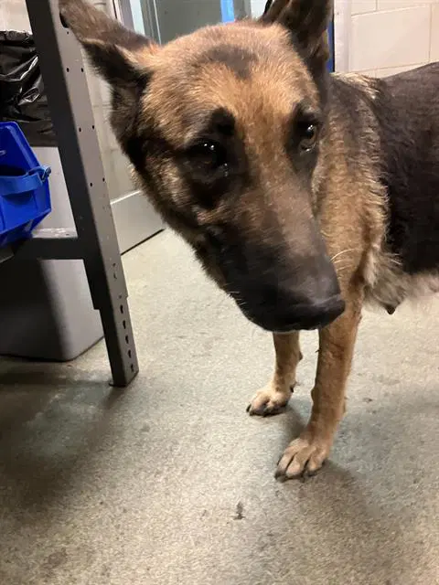 Coyota - German Shepherd Dog