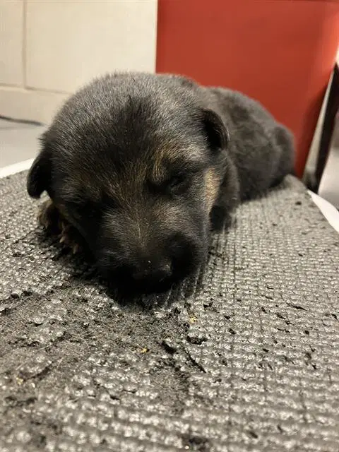 Cesar - German Shepherd Dog