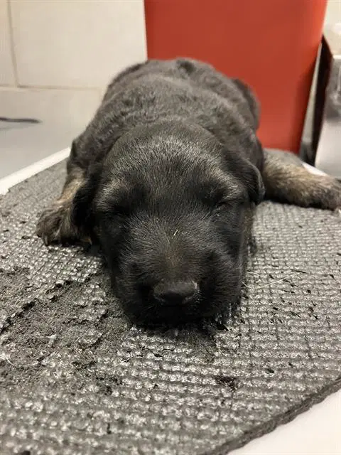 Chappy - German Shepherd Dog