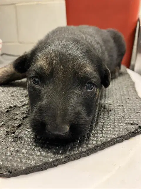 Collin - German Shepherd Dog