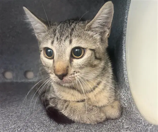 Jessie - Domestic Short Hair