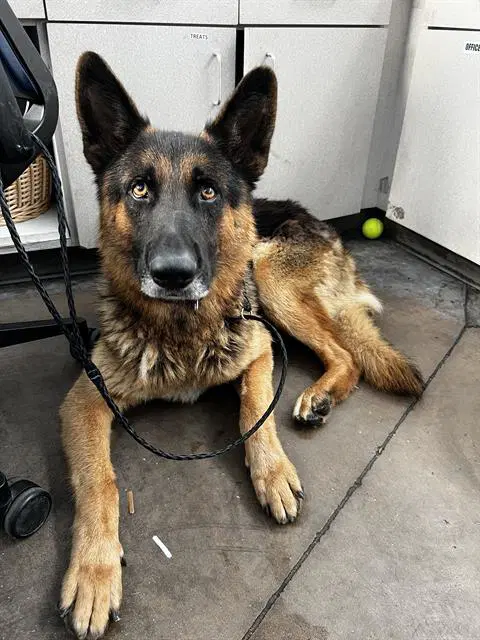 Oliver - German Shepherd Dog