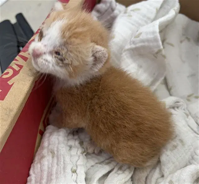 Pumpkin - Domestic Short Hair