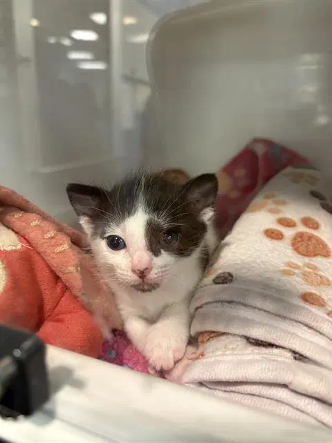 Raphael - Domestic Short Hair